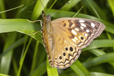 Tawny Emperor Butterfly April 2023